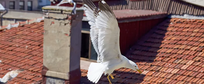 Residential Chimney Animal Removal Solution in Battle Creek, MI