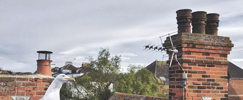 Chimney Cleaning And Restoration in Battle Creek, Michigan